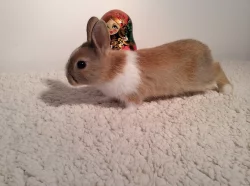 Králíci